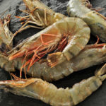 Crevettes Raw