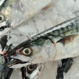 Fresh Mackerel