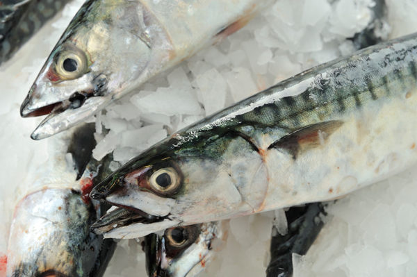Fresh Mackerel