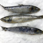 Sardines