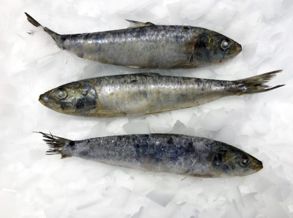 Sardines